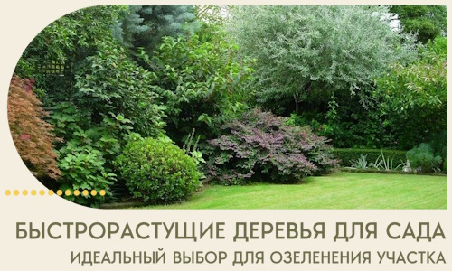 Быстрорастущие деревья для сада идеальный выбор в Топках