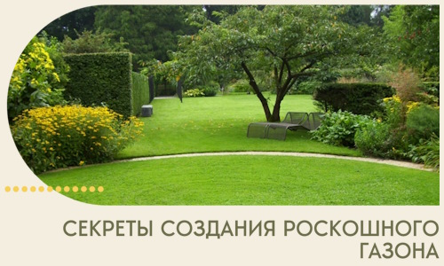 Секреты создания роскошного газона в Топках
